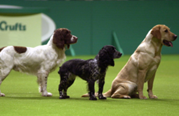 2004: Heartfelt heroes - the evolution of Friends for Life into Hero Dog at Crufts The beloved and enduring annual competition, now known as Hero Dog