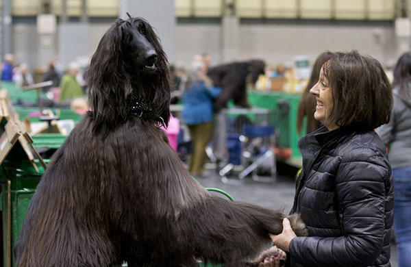 Crufts The World S Greatest Dog Show Event Competitions