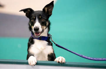 Crufts photos