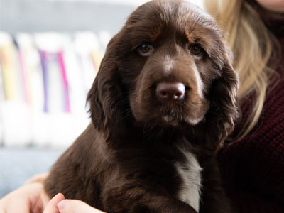 How to buy a dog Blogs Crufts