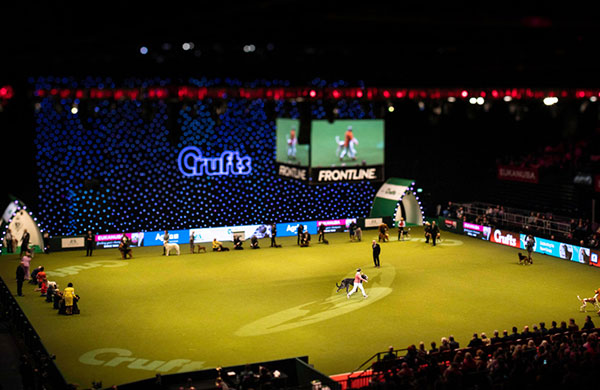 Watch Crufts Live on Youtube