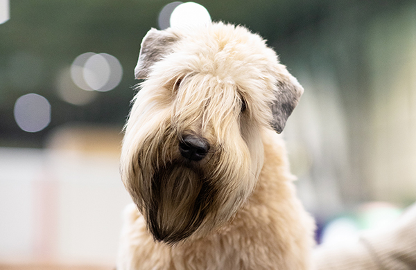 Crufts breeds sales