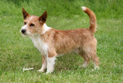 Portuguese Podengo