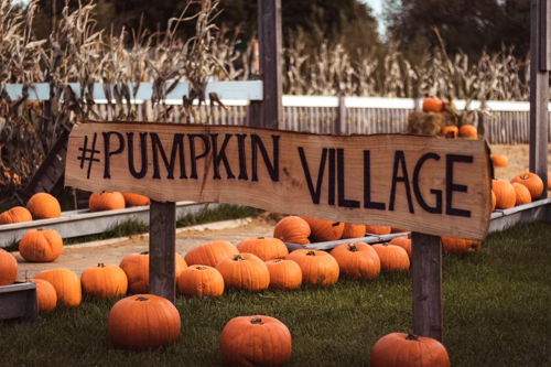 Pumpkin Picking Village at Marsh Farm in Essex