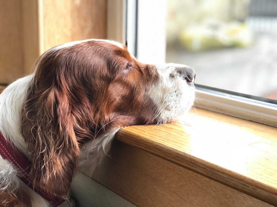 Irish Red and White Setter