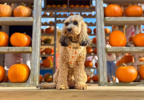Pumpkin festival at Tulleys Farm in Sussex