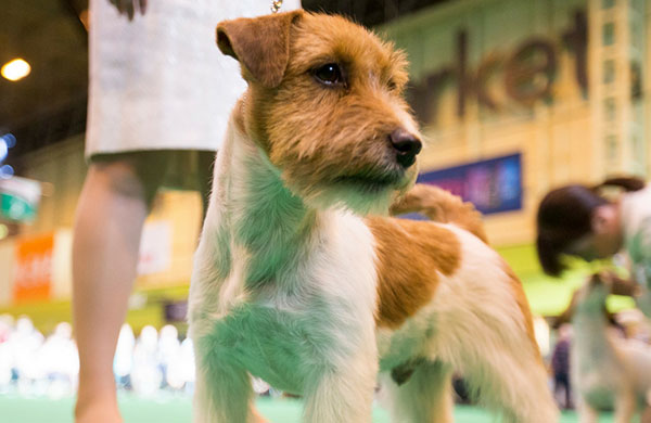 Crufts: The World's Greatest Dog Show 