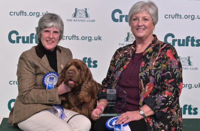 Sussex store spaniel puppy