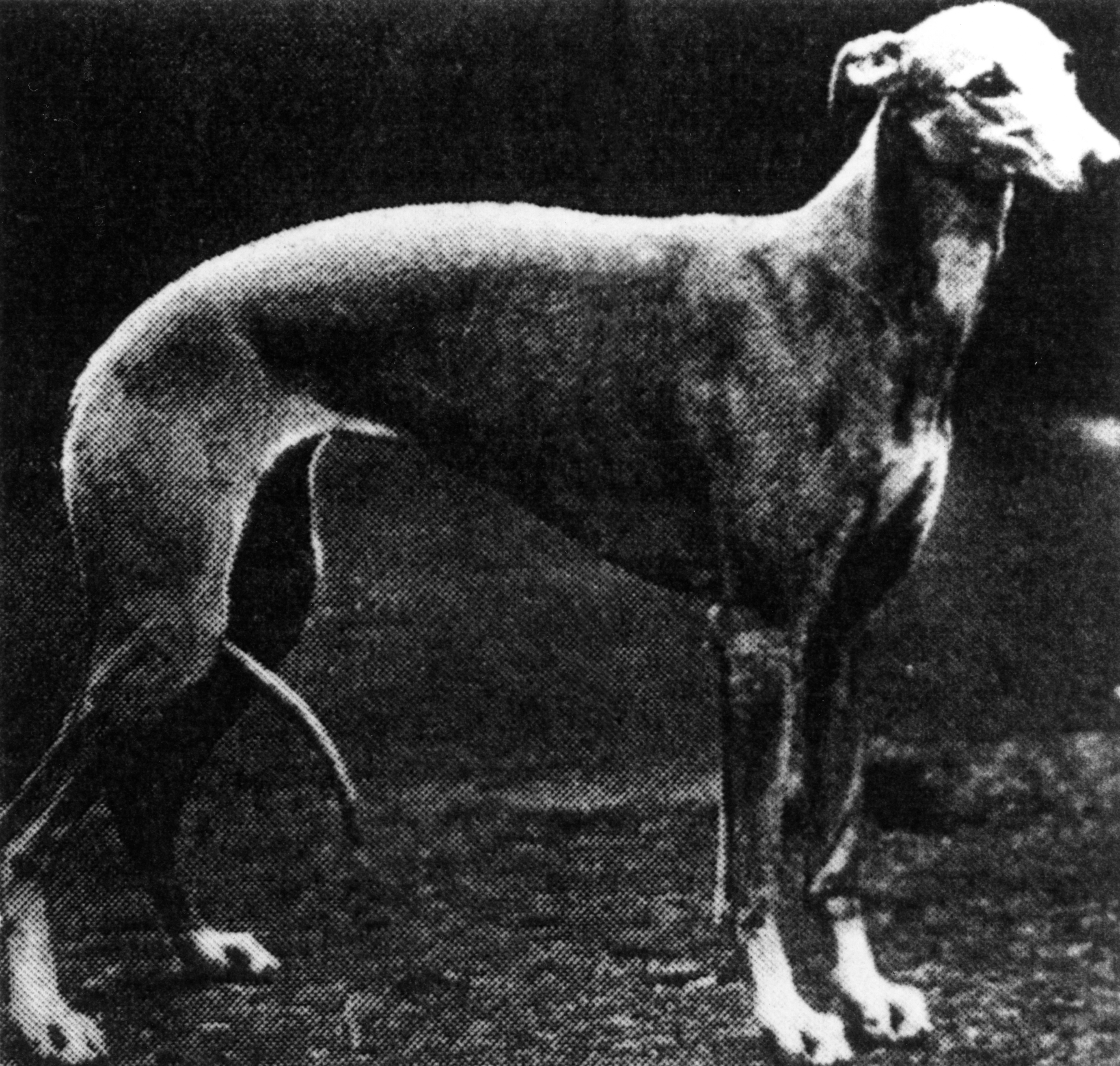 Greyhound called Primley Sceptre | Crufts 