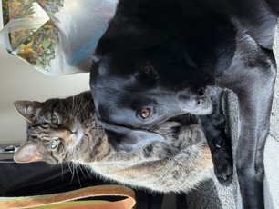 Salem agility and cat brother