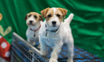 Terrier Puppies at Crufts