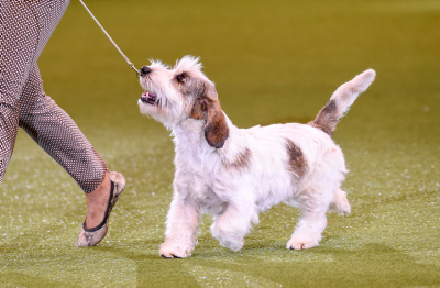 which dog won best in show at crufts 2019