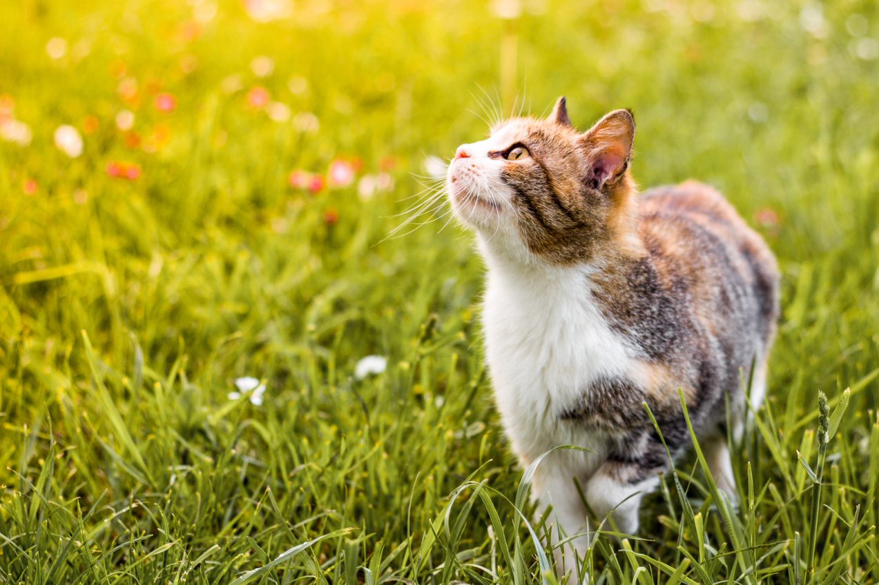 cat in long grass