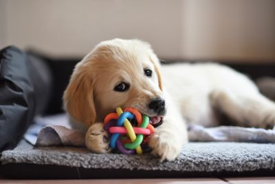 Dog with chew toy