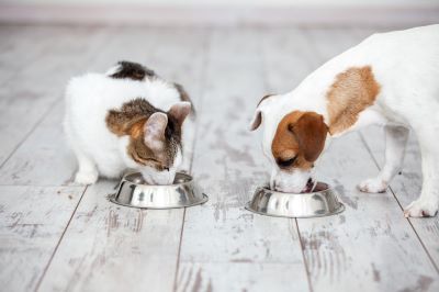 Cat and dog eating from a bowl