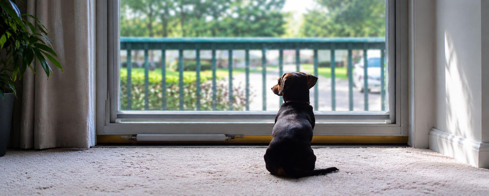 Dachshund Gazing Through The Window