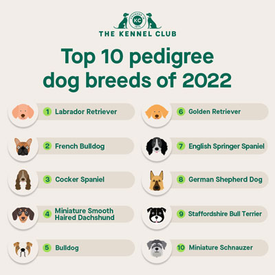 Best dog 2024 breeds ranked