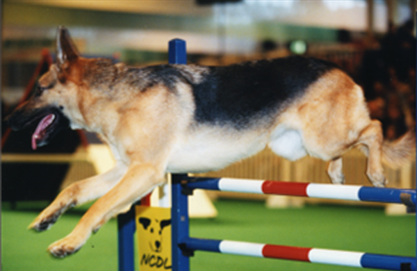 2000: Celebrating canine resilience  Crufts witnesses a groundbreaking addition that not only showcases the agility skills of rescue dogs 