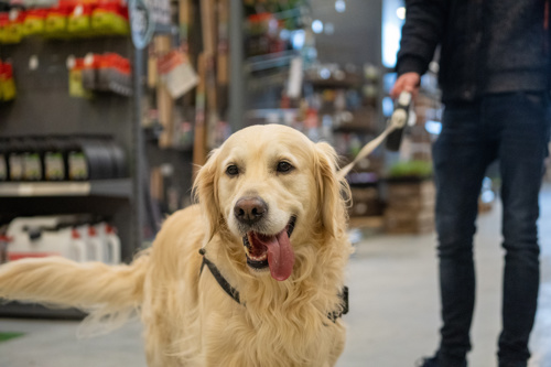 Dog-friendly shopping on the UK high street