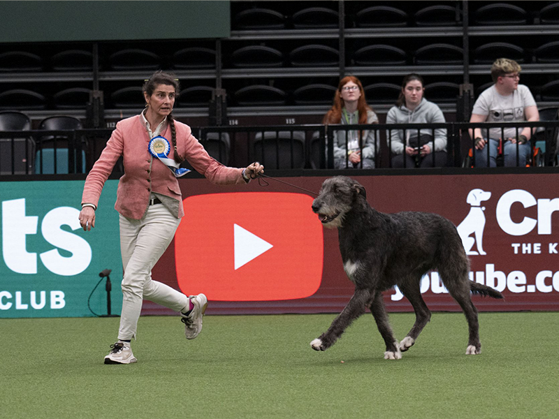 Dog show YouTube channels showcasing the top canine competitors of the year.