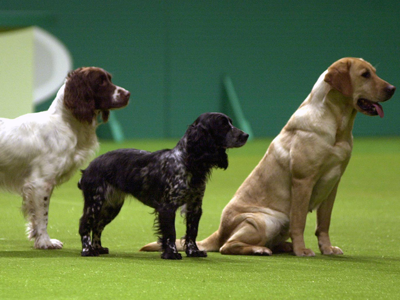 Iconic moments at Crufts | Crufts 2024