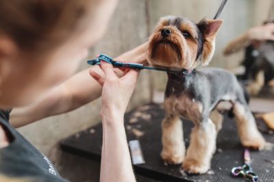 Dog having hair cut