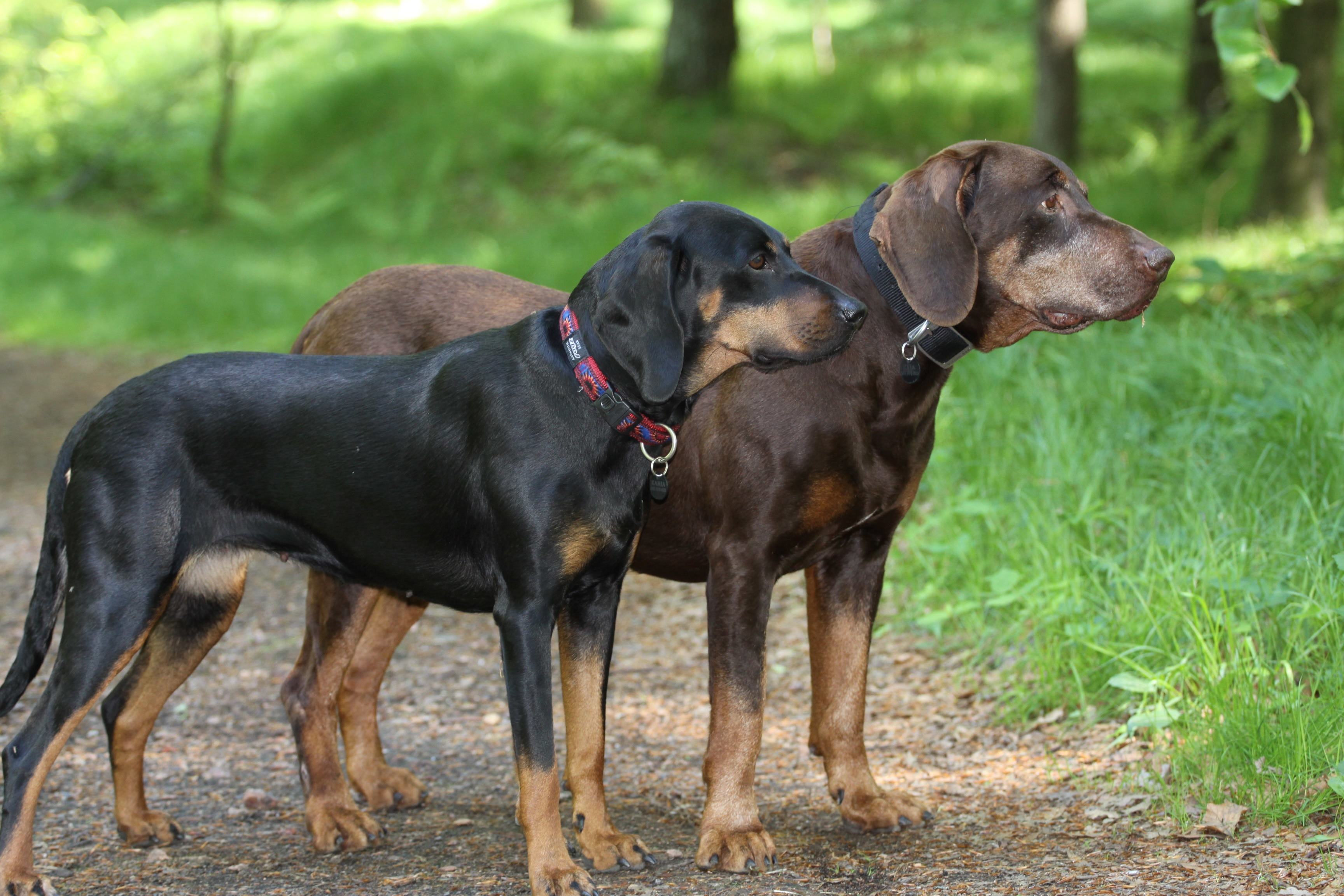 Polish Hunting Dogs. Photo Maryla Wic.